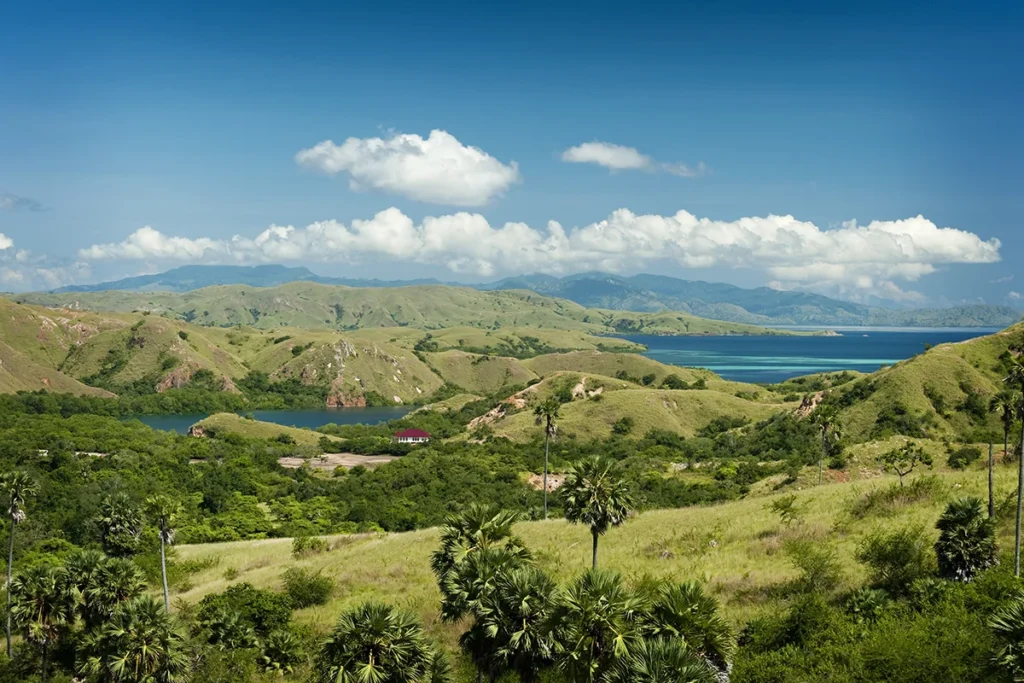 rinca-island-komodo-tour.id